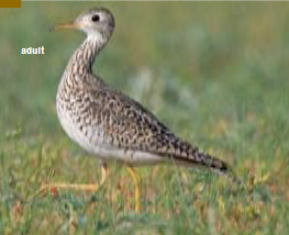 <p><span><span>Bartramia longicauda </span></span></p>