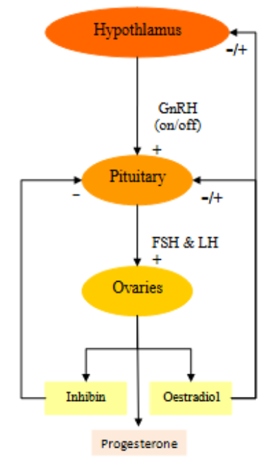 <ol><li><p>hypothalamus secrets GnRH</p></li><li><p>Stimulates production of FSH and LH in pituitary</p></li><li><p>Stimulates ovaries to make inhibin, oestradiol, progesterone:</p><ol><li><p>inhibin inhibits pituitary secretion→ FSH, LH</p></li><li><p>oestradiol inhibits FSH, LH and GnRH</p></li></ol></li></ol><p></p>