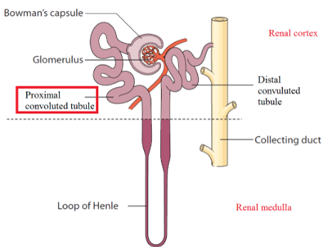 <p>Begins in renal cortex, extends into renal medulla, then returns to renal cortex</p>