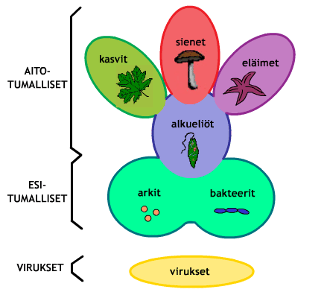 <p>Bakteerit, arkeonit, eläimet, kasvit, sienet ja alkueliöt</p>