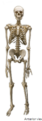 <p>Skeletal System</p>
