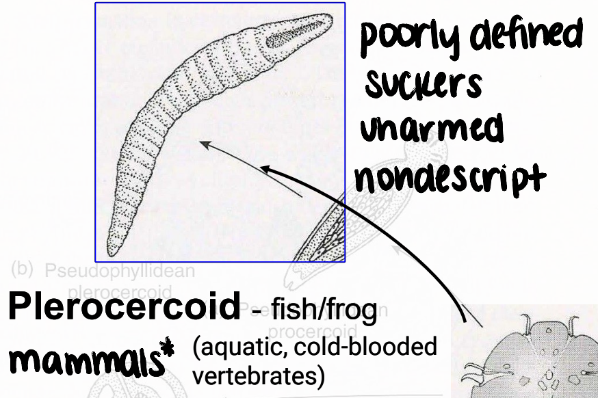 <ul><li><p>metacestode that <strong><u>infects fish/frogs</u></strong> (aquatic, cold-blooded vertebrates)</p><ul><li><p>can also infect mammals, <em>including humans</em></p></li></ul></li><li><p>poorly defined suckers, unarmed, nondescript</p></li></ul><p></p>