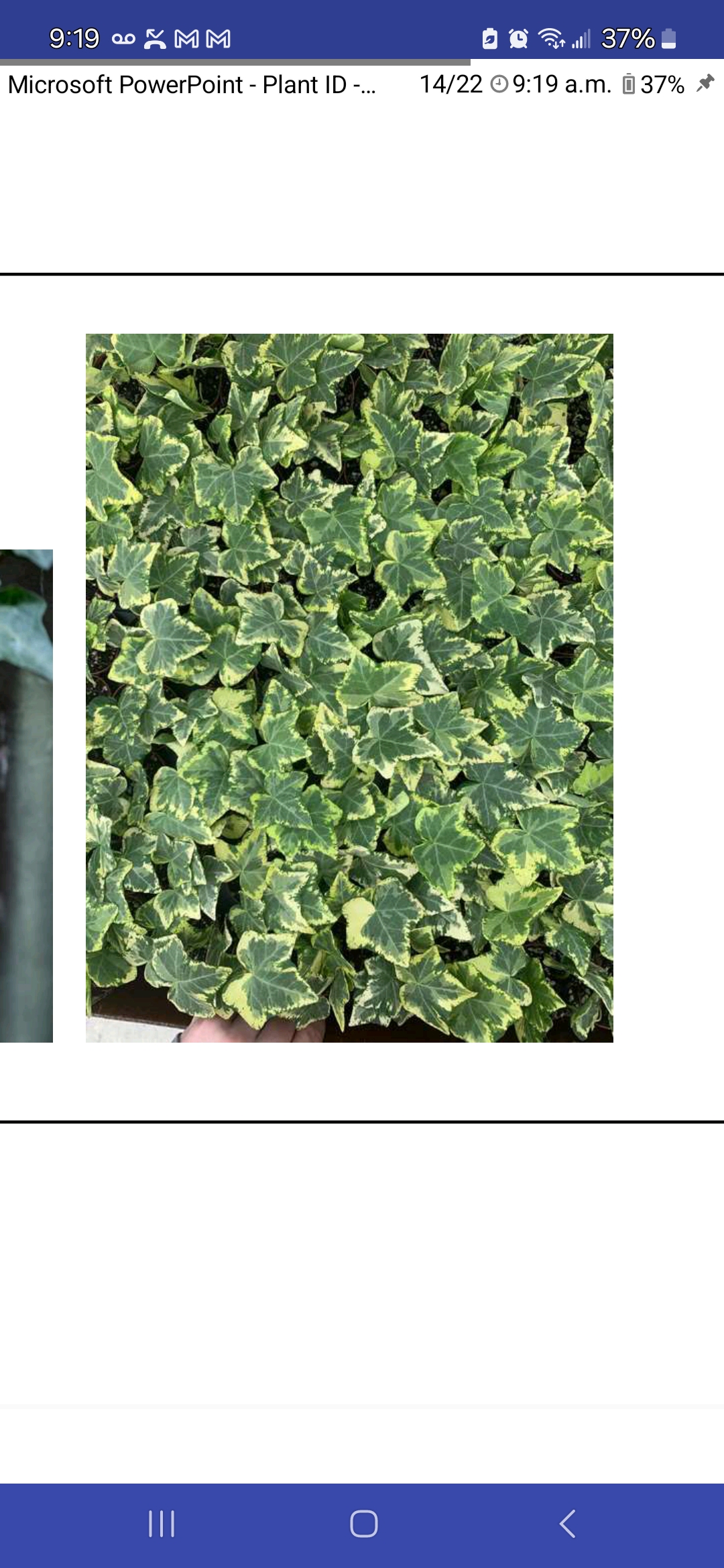 <p>English ivy</p>