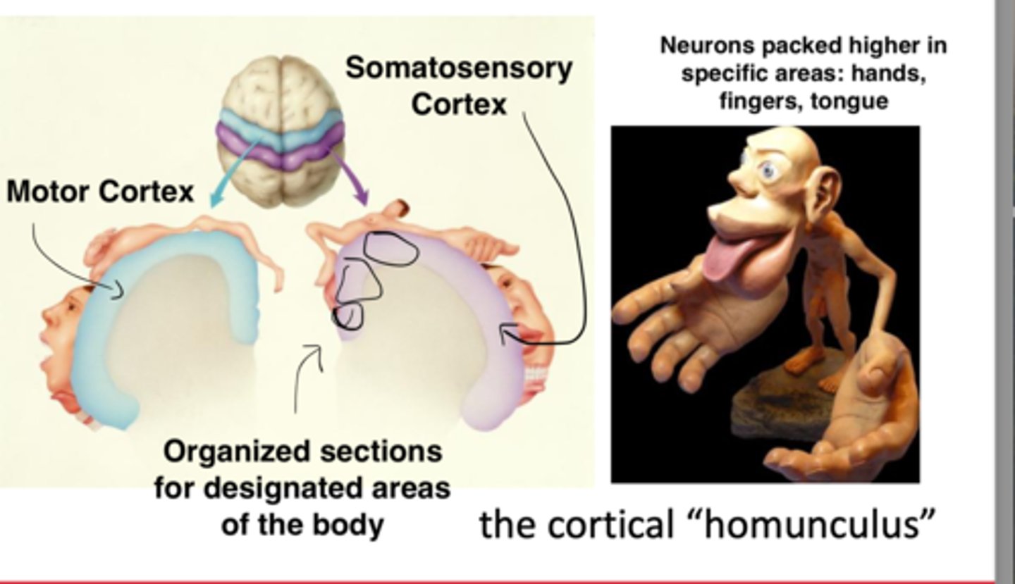 <p><strong>1. Destruction and Stimulation Techniques:</strong> Stimulating areas with electricity/chemicals: probe small areas of the brain with micro electrodes, stimulating action potentials in a particular area and examine corresponding changes in behaviour</p><p></p><p><strong>Drawback</strong>: <strong>Invasive</strong></p><p></p><p><strong>Benefit</strong>: Provides precise, systematic mapping of brain functions: motor and somatosensory regions correlating specific areas of cortical stimulation to corresponding behavioral or sensory changes, demonstrating how manipulating neuronal activity can influence movement, sensation, and thought, advancing understanding of brain organization and function.</p><p></p><p><strong>Possible in Exceptional Circumstances: Ethical for Humans: Ex. Dr Wilder Penfield </strong>Performing experiments on people awaiting surgery for alleviating epilepsy: portions of their brain exposed: surgeons probe specific parts of brain to figure out where to stimulate to induce a seizure then lesion that area</p><p><strong>Dr Penfield systematically stimulated parts of the exposed cortex with small electrical currents action potential within a localized area:</strong> documenting corresponding changes: stimulation changes in movement, thought patterns, bodily sensation  </p><p></p><p><strong>Understood the mapping of motor cortex and somatosensory cortex:</strong> as you probe the somatosensory strip, people would feel corresponding changes on different parts of the body, done in an intentional way: stimulate particular parts: ex feeling sensation separately on thumb, then index finger: <strong>systematicity: organized mapping to how the somatosensory cortex represented spaces on the body "Sensory of the cortical "homunculus" overrepresentation in specific parts of the body </strong></p>