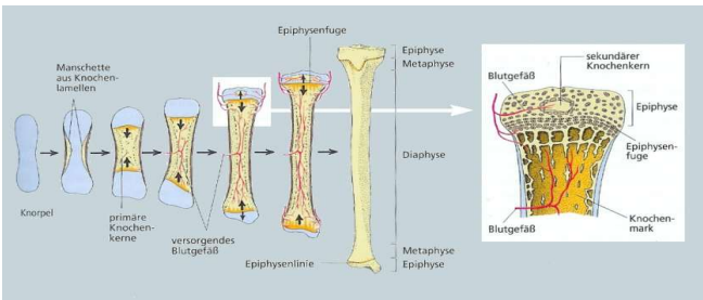 <p>Verknöcherung</p><ul><li><p>desmale Ossifikation (direkte Verknöcherung)</p></li><li><p>chondrale Ossifikation (knorpelige Verknöcherung)</p></li></ul><p></p>
