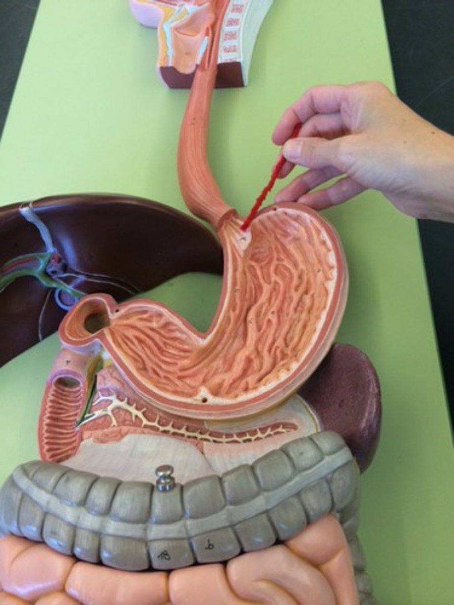 <p>opens to allow food into stomach; when it doesn't close completely the stomach contents reflux = heartburn</p>
