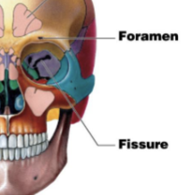 <p>An elongated cleft or gap.</p>