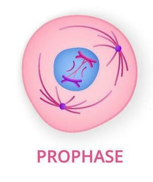 <p>Prophase:</p>