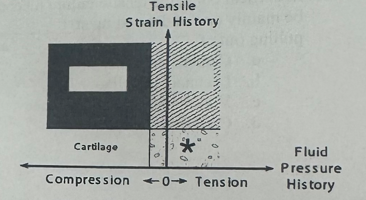 <p>According to Carter’s mechanobiological theory of skeletal tissue differentiation, a low fluid pressure and tensile strain environment (*) promotes __________ formation</p><p>a. Bone</p><p>b. Fibrocartilage</p><p>c. fibrous tissue </p>