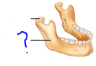 <p>Projections that help to form joints</p><ul><li><p>arm-like bar of bone</p></li></ul>