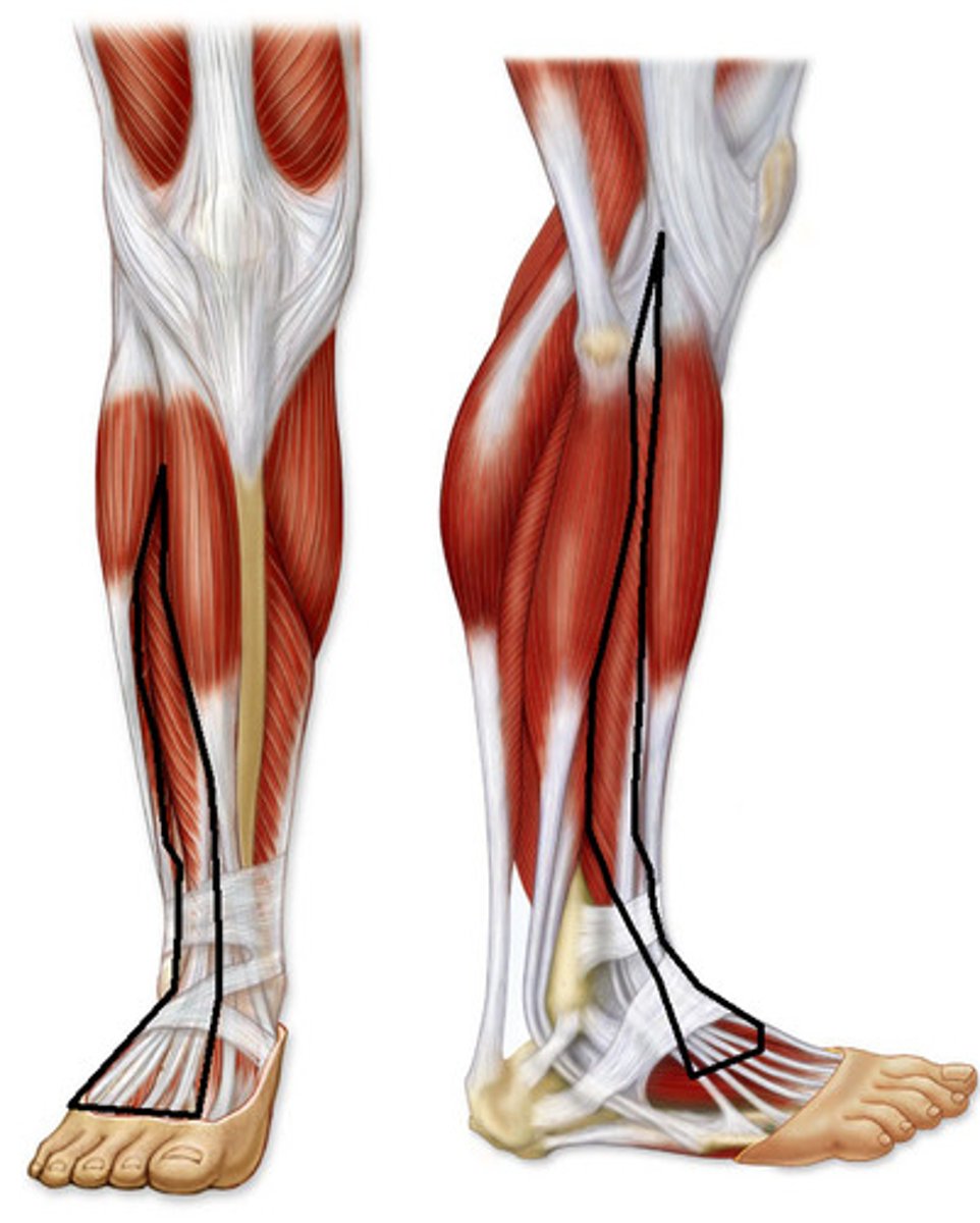<p>Origin: lateral condyle of tibia and superior 2/3 of anterior suface of fibula and interosseous membrane</p><p>Insertion: middle and distal phalanges of lateral four digits (2-5)</p><p>Innervation: deep fibular nerve (L5, S1)</p><p>Action: extends lateral four digits; secondary dorsiflexor of ankle</p>