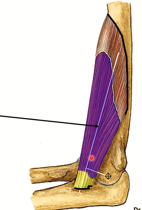 <p>Tiene cabeza u origen de Inserción fija</p><p>Inserción móvil</p><p>Voluntario</p><ul><li><p>Se pueden originar en hueso pero también insertarse en partes de cara o cápsulas sinoviales etc.</p></li></ul><p></p>