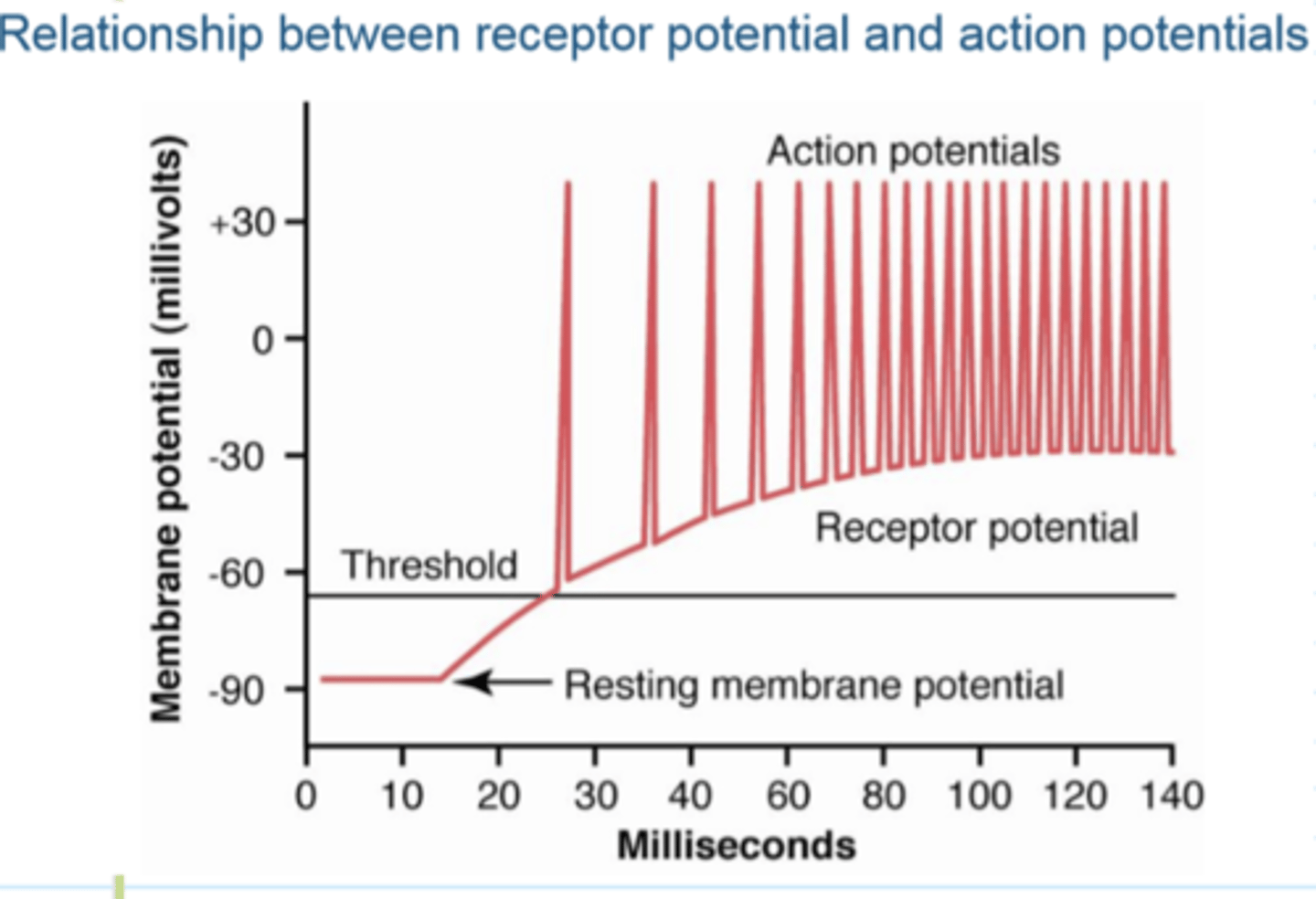 <p>increase intensity: Increases the rate (of AP) and response</p>