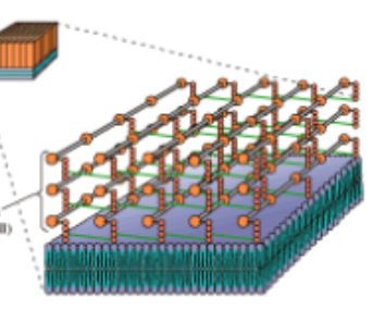 <p><span><span>One lipid bilayer with a thick outer </span><strong><span>peptidoglycan</span></strong><span> shell</span></span></p>