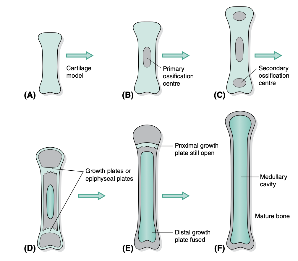 <p>steps of endochondral ossification</p>