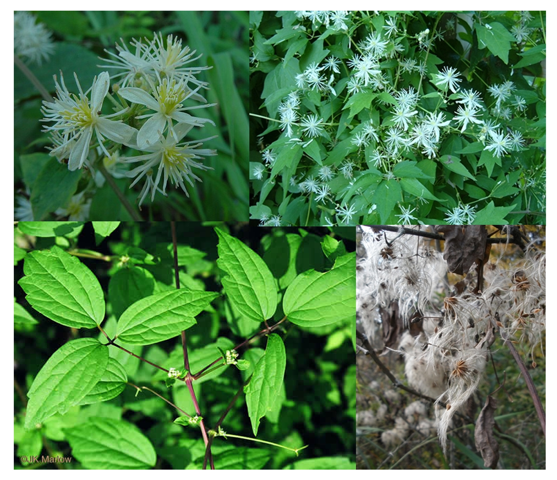 <p>CA3+ CO0,5+ Amany G_many (follicles achenes, berries)</p>