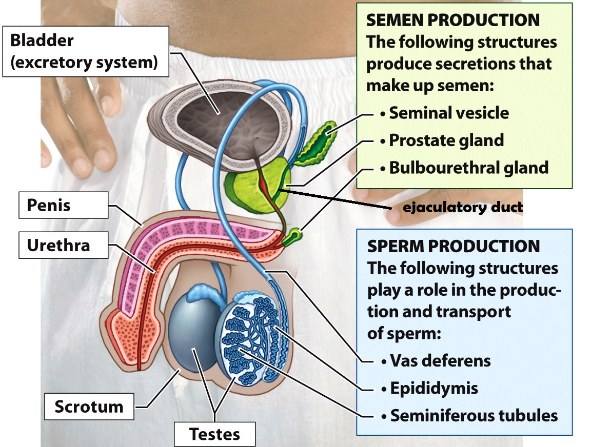 <p>Epididymis</p>