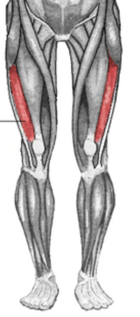 <p>the largest of the four quad muscles, located on the outer (lateral) side of the thigh</p>
