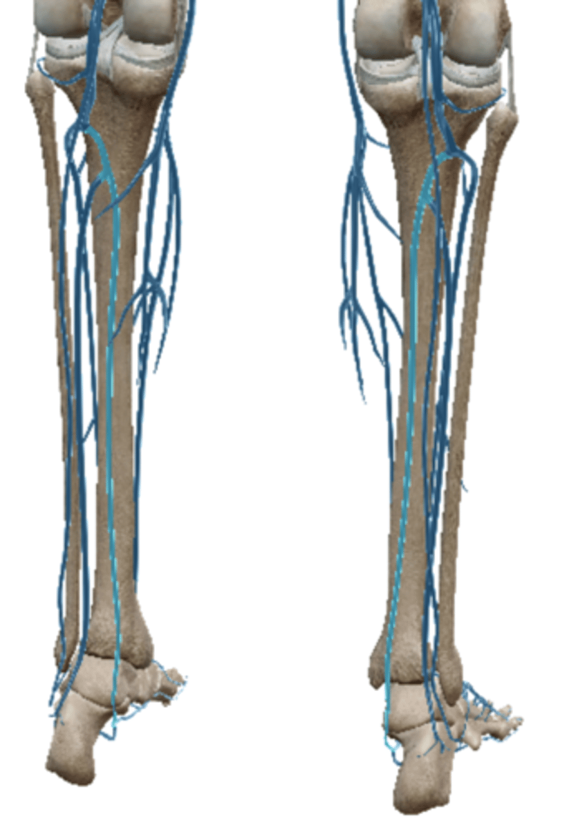 <p>from plantar arch</p>