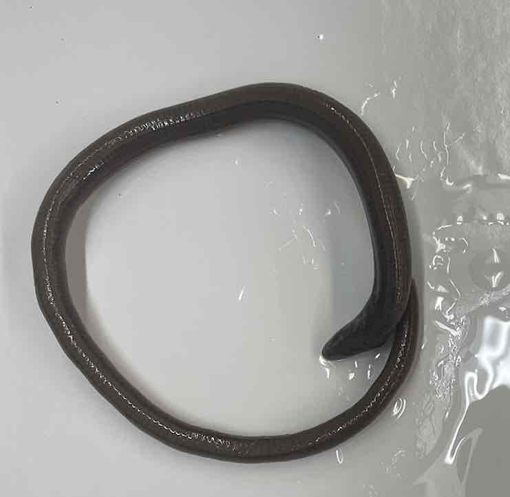 <p>Slender Glass lizard</p>