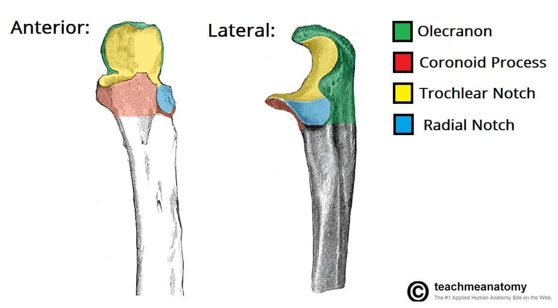 <p><span><span>a large, C-shaped depression on the proximal ulna bone in the forearm that articulates with the trochlea of the humerus to form the hinge of the elbow joint</span></span></p>