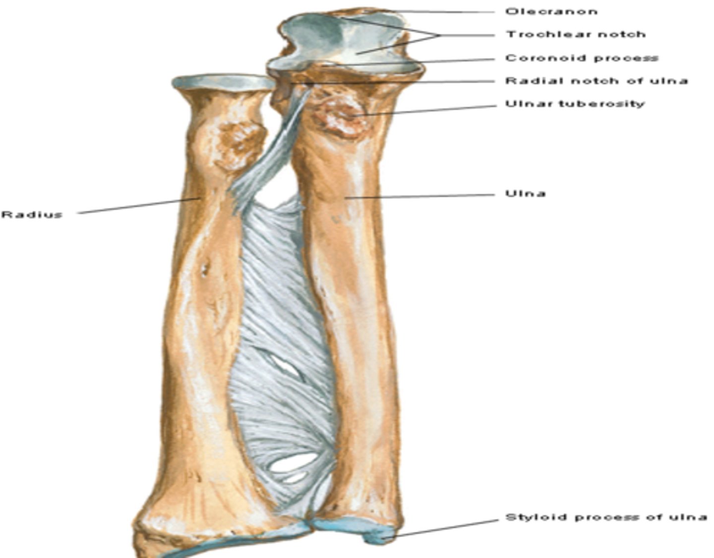 <p>infero-lateral to the coronoid process, receives the head of the radius</p>