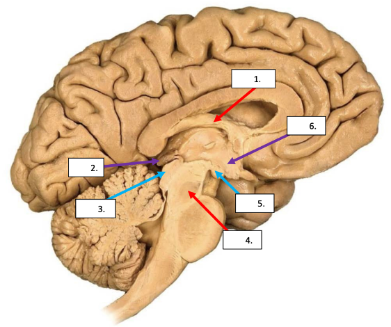 <p>6</p>