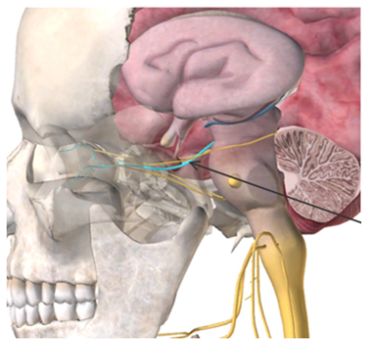 <p>What cranial nerve is highlighted in blue (also indicated by the arrow) in the figure below?</p><p>A. Optic</p><p>B. Oculomotor</p><p>C. Trochlear</p><p>D. Abducens</p><p>E. Spinal Accessory</p>