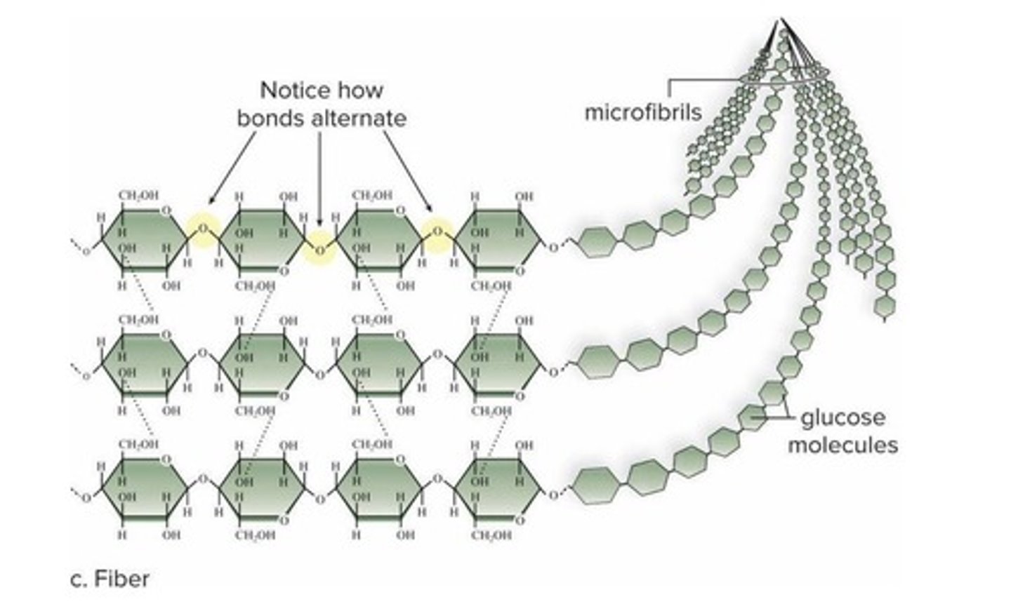 <p>A polysaccharide used for structural components of leaves, stems, and roots.</p>