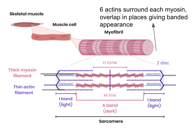 <ul><li><p>Many protein filaments are arranged in a parallel pattern</p></li><li><p>Containing myosin (thick filament) and actin (thin filament)</p></li><li><p>Proteins are arranged in functional units called sarcomeres </p></li><li><p>Z disc: ends of sarcomeres where actin filaments attatch</p></li><li><p>M line: central point of sarcomeres where myosin filaments attach</p></li><li><p>H zone: region only containing myosin filaments </p></li><li><p>A band: region where myosin filaments extend</p></li><li><p>I band: region containing only actin filaments</p></li></ul><p></p>