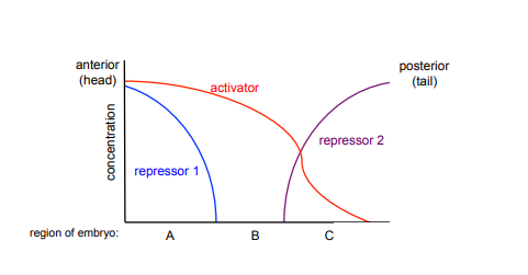 <p>The figure below represents the concentrations of activator and repressor transcription factors along the anterior-posterior (head to tail) axis in an embryo. </p><p>A) In which region of the embryo, A, B, or C, will the gene regulated by these transcription factors be expressed? Why? </p><p>B) In which regions of the embryo would the gene regulated by this transcription factor be expressed in a repressor 1 mutant (with no repressor 1 function)? Why?</p>