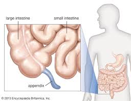 <p>appendix </p>