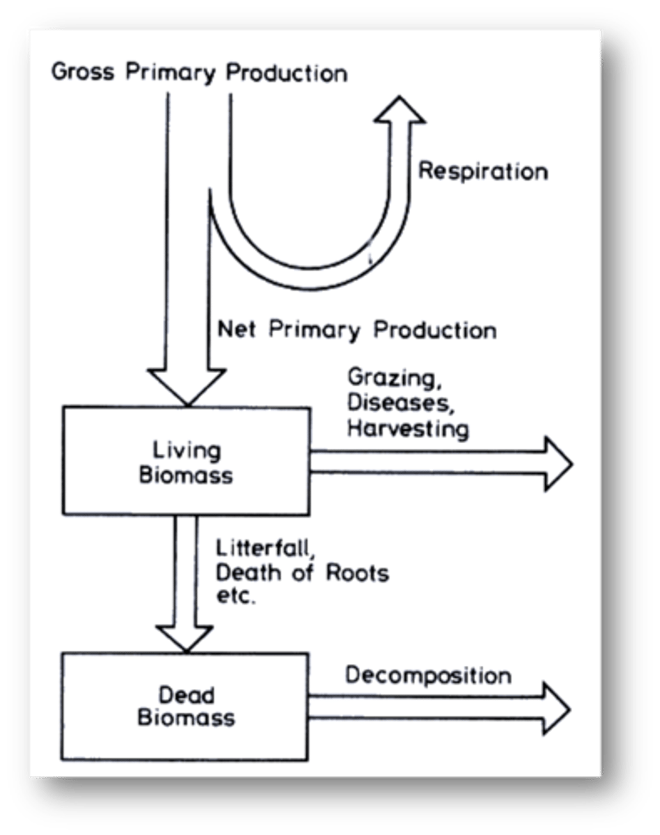 <p>are key ecosystem processes</p><p>-----------------</p><p>FEATURES:</p><p>- these control energy and nutrients in the ecosystem</p><p>- climate has a direct influence on both processes</p>