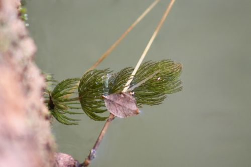 <p>float close to surface, rootless, leaves whorled and forked, less teeth than najas</p>