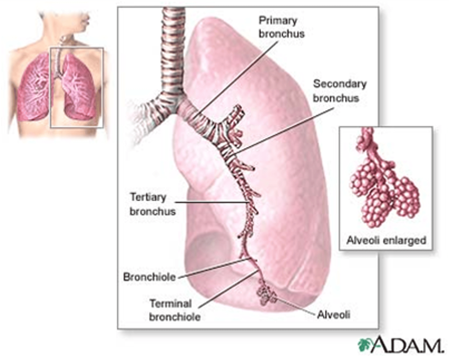 <p>part of the anatomic dead space.</p>