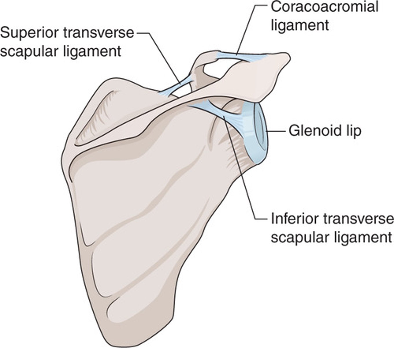 <p>crosses between the coracoid process and the acromion process of the scapula</p>
