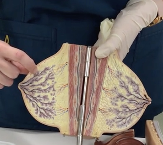 <p>Description: Small cavities lined by milk secreting cells</p><p>Relationship: Production of milk</p>