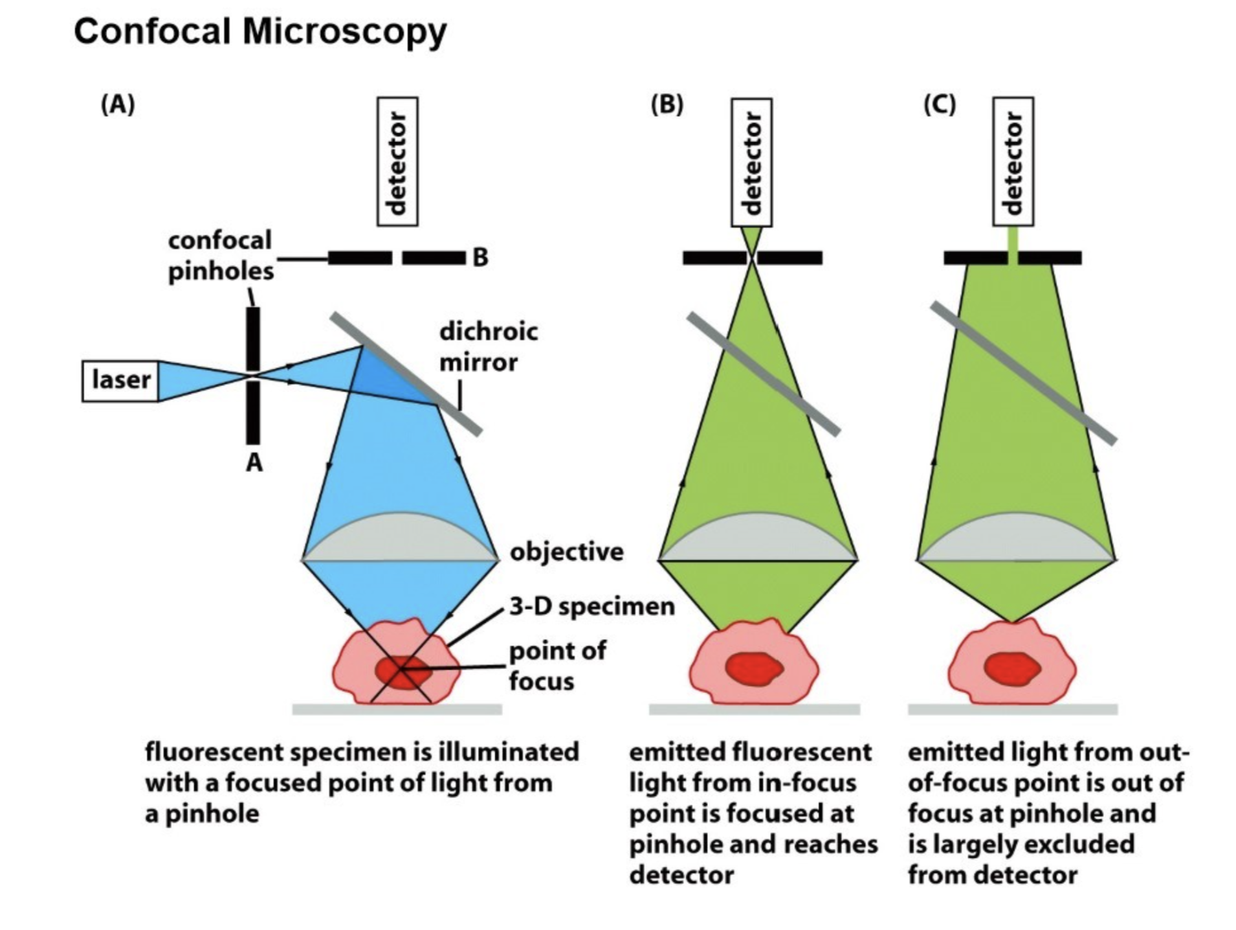<ul><li><p>Also removes out-of-focus light, but unlike deconvolution microscopy, does this through optic techniques rather than computational ones</p></li><li><p>Only allows light through in a very specific path </p></li><li><p>Uses a laser (allows for a specific wavelength), e.g., using 460nm for GFP</p></li><li><p>2 confocal pinholes (exclude out-of-focus light)</p></li><li><p>Dichroic mirror </p></li><li><p>Uses z-stack method: produces “optical sections” in a z-stack</p></li><li><p>Detector</p></li></ul><p></p>