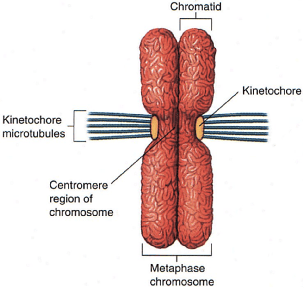 <p>A disc-shaped protein on the centromere that attaches the chromatid to the mitotic spindle during cell division</p>