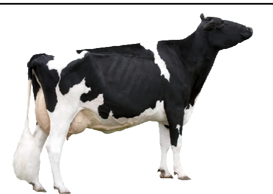 <p>Holstein</p><p></p><p><strong>Origin</strong>: Netherlands</p><p><strong>Color</strong>: Black &amp; While</p><p><strong>Size</strong>: LARGEST DAIRY BREED</p><p><strong>Today</strong>: 90% of all dairy cattle in the U.S.</p><p><strong>Milk Volume Produced</strong>: 1st among dairy breeds (>23,000 lbs per lactation)</p><p><strong>Milk Fat</strong>: 5th among dairy breeds (>3.7%)</p>