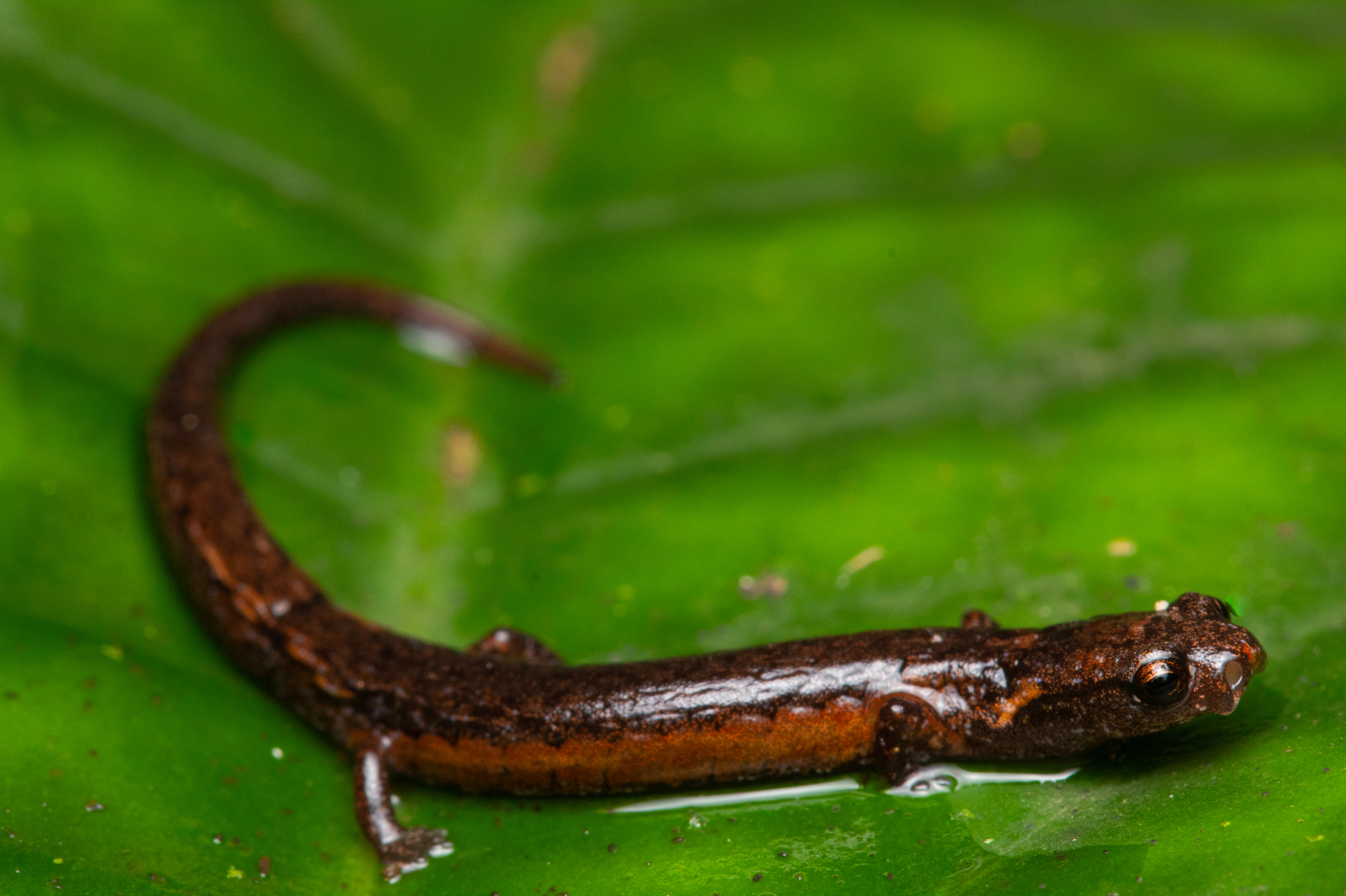 <p>Smallest Caudata</p>