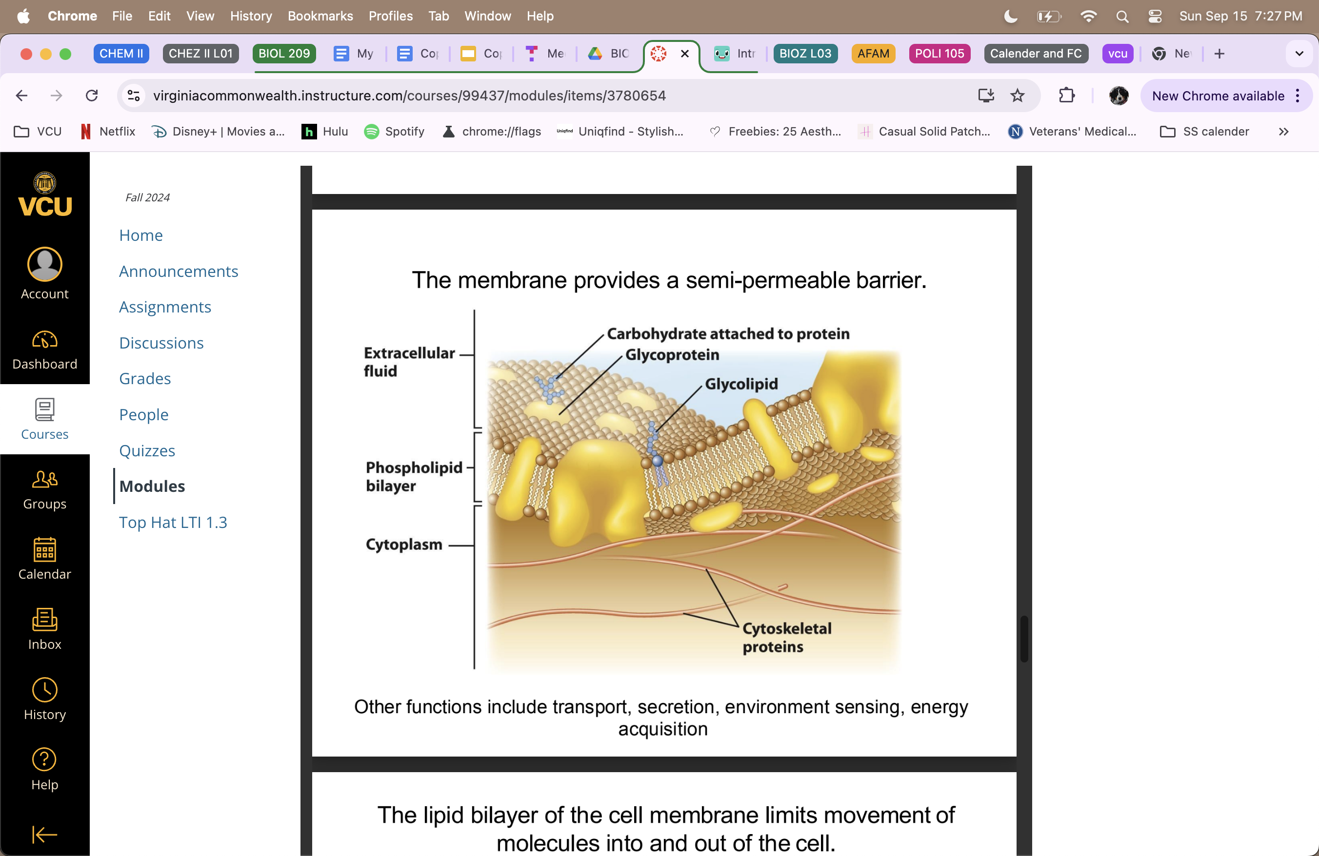<ul><li><p>provides a semi-permeable barrier </p></li><li><p>fluid structure </p></li><li><p>transport, secretion, environment sensing, energy acquisition </p></li></ul><p></p>
