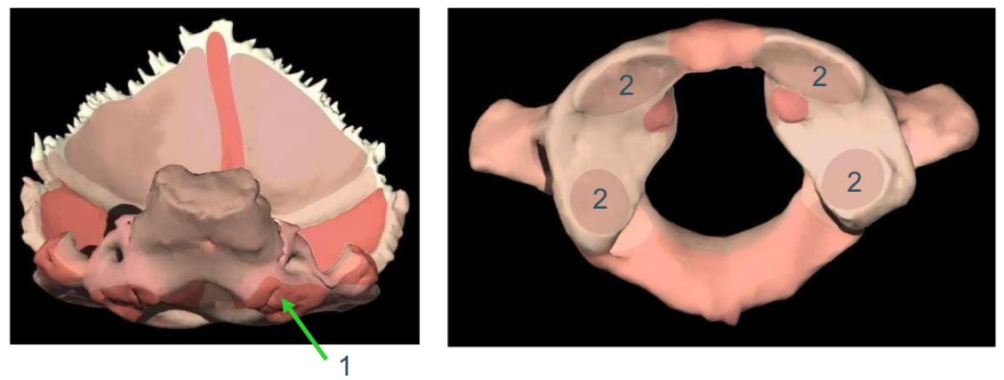 <p>Welk gewricht is er tussen 1 en 2 et wat is 1 en 2 ?</p>