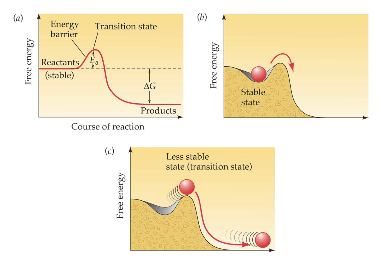 <p>Activation energy - needed to put molecules into a transition state</p>