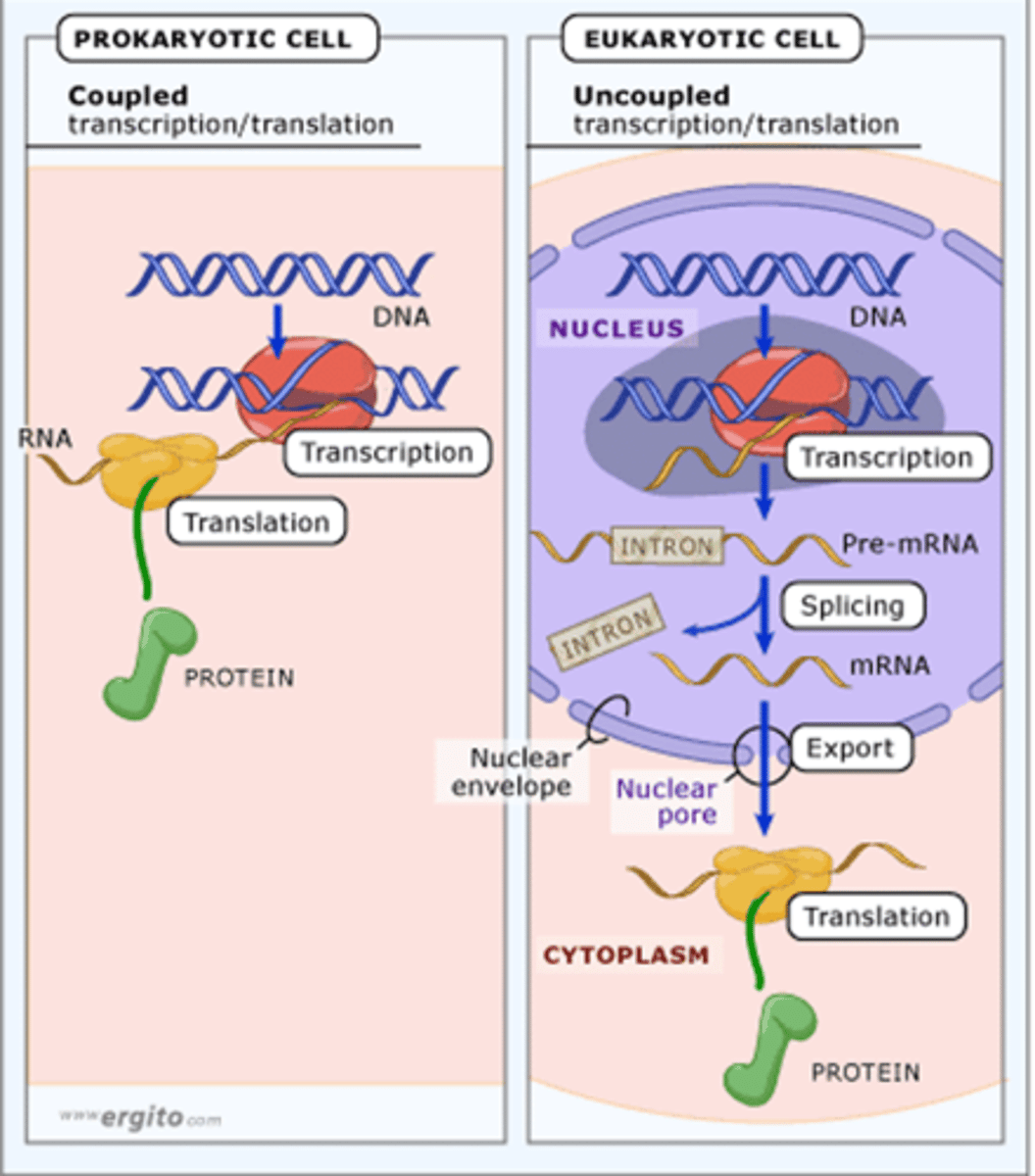 <p>Prokaryotes<br>-mRNA is immediately translated without more processing<br>- have simultaneous transcription and translation (cytoplasm)<br><br>Eukaryotes<br>- Nuclear envelope separates transcription from translation<br>- transcription in the nucleus<br>- translation in the cytoplasm<br>- RNA is processed before being used</p>