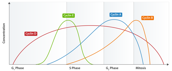 <ul><li><p><strong>Cyclin D - For G1</strong></p></li><li><p><strong>Cyclins E + A - For S-Phase</strong></p></li><li><p><strong>Cyclins B + A - For M-Phase</strong></p></li></ul>