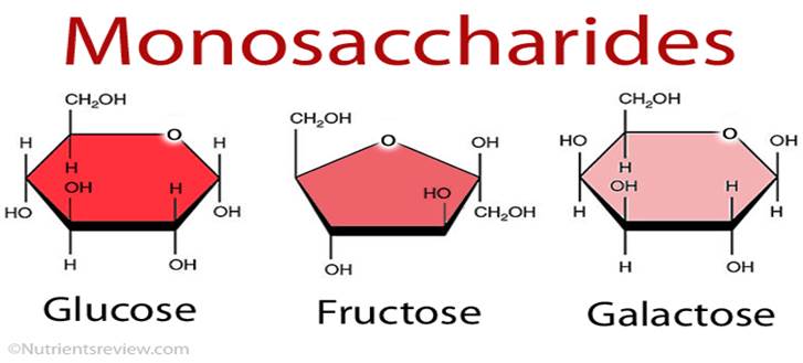 <p>Hexose molecules contain 6 carbon atoms and so the chemical formula is C<sub>6 </sub>H<sub>12</sub> O<sub>6</sub></p><p>Some common examples are </p><ul><li><p>glucose</p></li><li><p>fructose, </p></li><li><p>galactose, as shown in the following image.</p></li></ul><p></p>