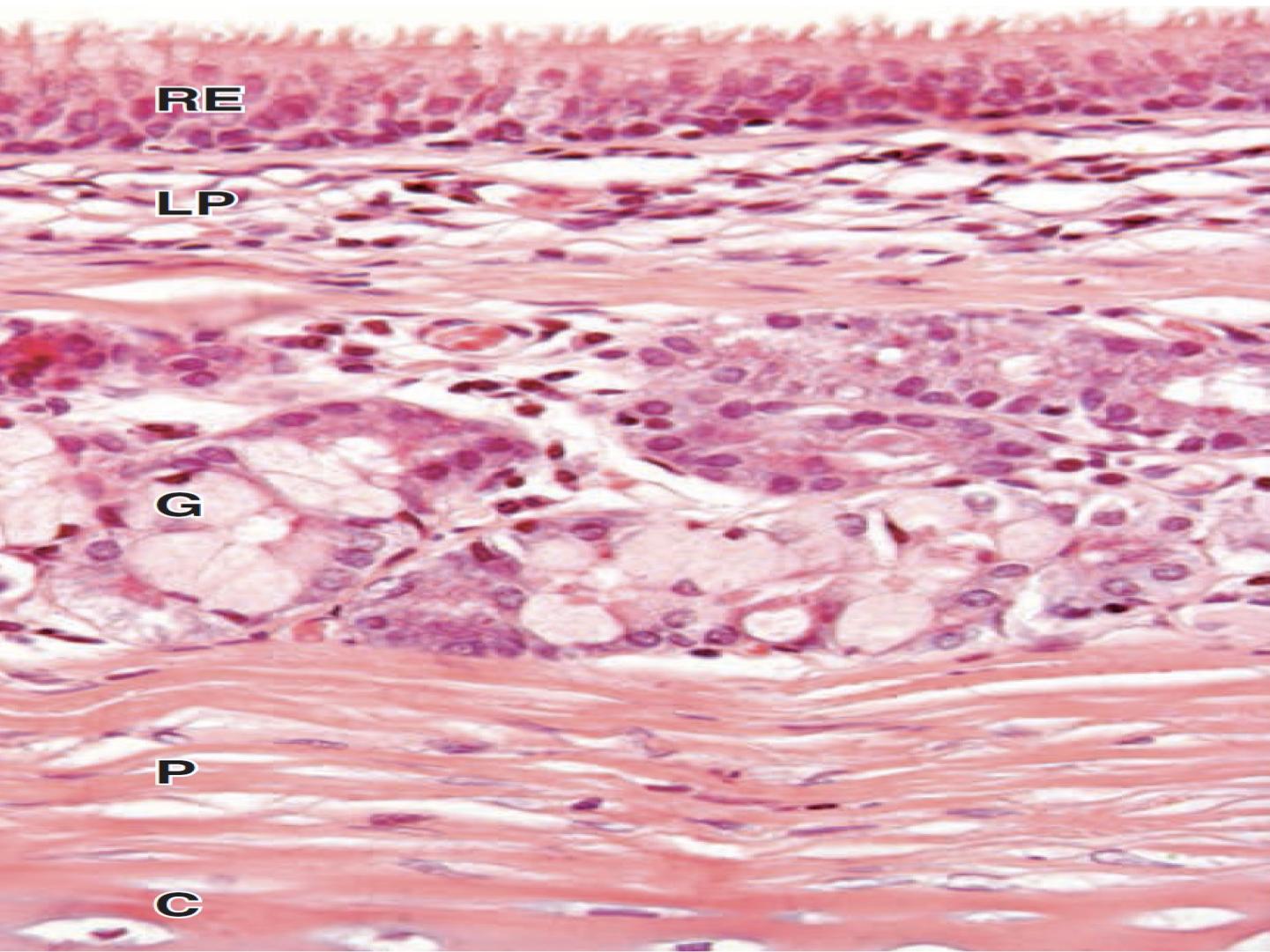 <p>Identify the structure</p>
