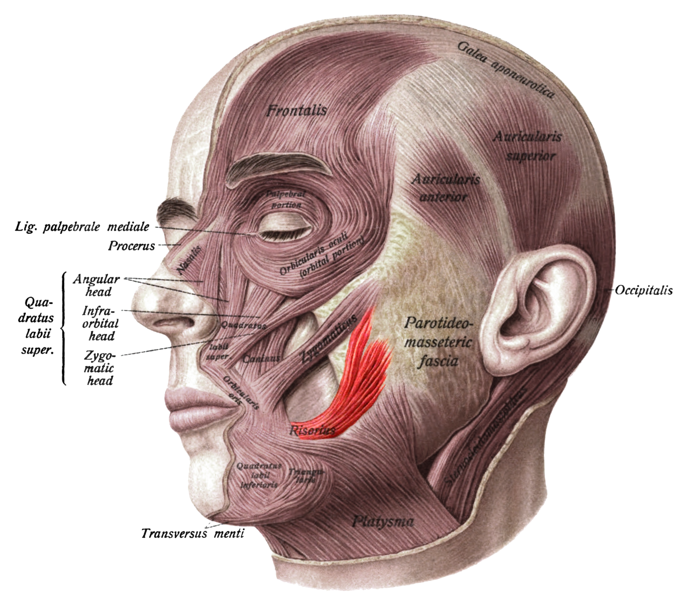 <p>Location: </p><ul><li><p><strong>either side of the lips</strong></p></li><li><p>superficial layer of the facial muscles</p></li></ul><p></p><p>Function:</p><ul><li><p>pulls the corners of the mouth laterally</p></li></ul><p></p>