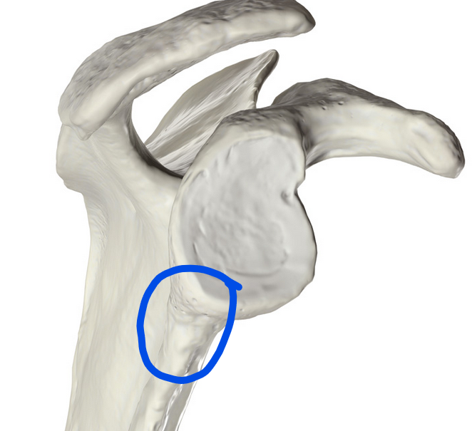 <p><span>Small bony prominence on the scapula, located below the glenoid cavity; serves as the origin for the long head of the triceps brachii muscle</span></p>